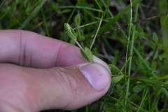 Stellaria humifusa