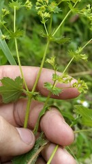 Alchemilla micans