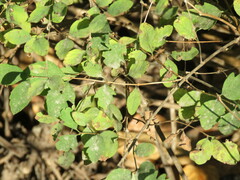 Symphoricarpos mollis