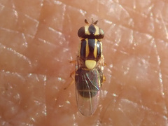 Thaumatomyia glabra