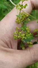 Alchemilla micans