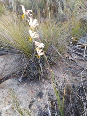 Hesperantha radiata