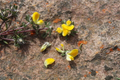Aspalathus stenophylla