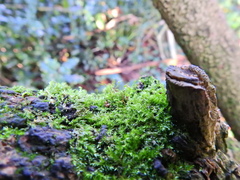 Rhynchostegium confertum