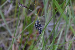 Carex pluriflora