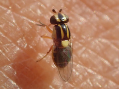 Thaumatomyia glabra