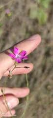 Dianthus campestris