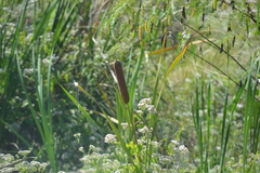 Typha