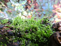 Rhynchostegium confertum