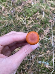 Lactarius aurantiacus