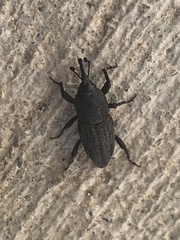 Sphenophorus parvulus