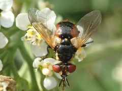 Gymnosoma rotundatum