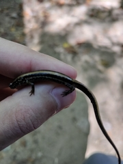 Eurycea guttolineata