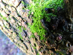 Rhynchostegium confertum