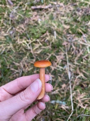 Lactarius aurantiacus