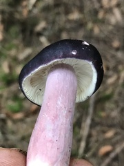 Russula queletii