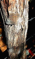 Hamadryas