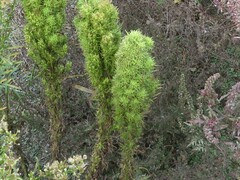 Taxus cuspidata