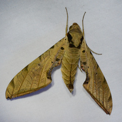 Protambulyx strigilis