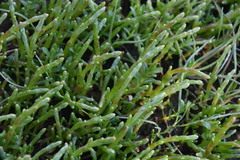 Salicornia pacifica