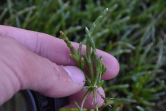 Salicornia pacifica