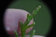 Salicornia pacifica