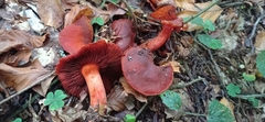 Cortinarius sanguineus