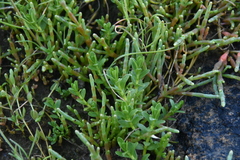 Lysimachia maritima