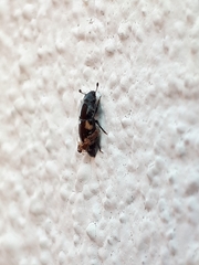 Glischrochilus quadrisignatus