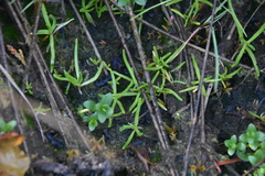 Lilaeopsis occidentalis