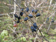 Viburnum
