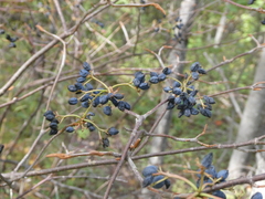 Viburnum