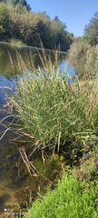 Zizania latifolia