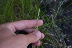 Festuca ammobia