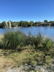 Cortaderia selloana