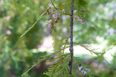 Taxodiomyia cupressi