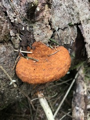 Pycnoporellus fulgens