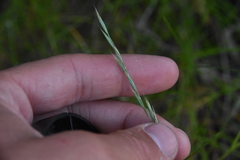 Festuca ammobia