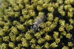 Simuliidae