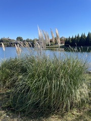 Cortaderia