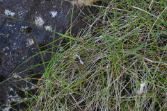Festuca ammobia