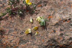 Aspalathus stenophylla