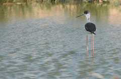 Himantopus himantopus