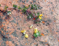 Aspalathus stenophylla