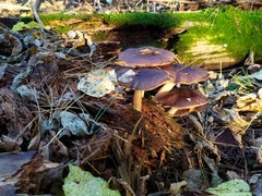 Pluteus