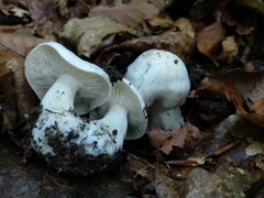 Tricholoma columbetta