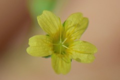 Linum lasiocarpum