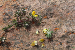 Aspalathus stenophylla