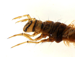 Nemotaulius punctatolineatus