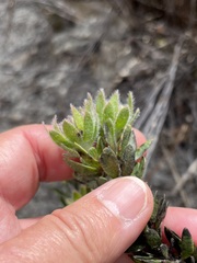 Aspalathus aspalathoides